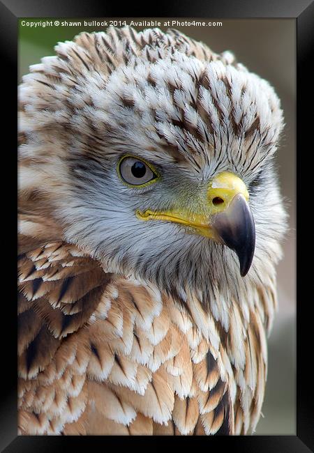  Young red kite Framed Print by shawn bullock