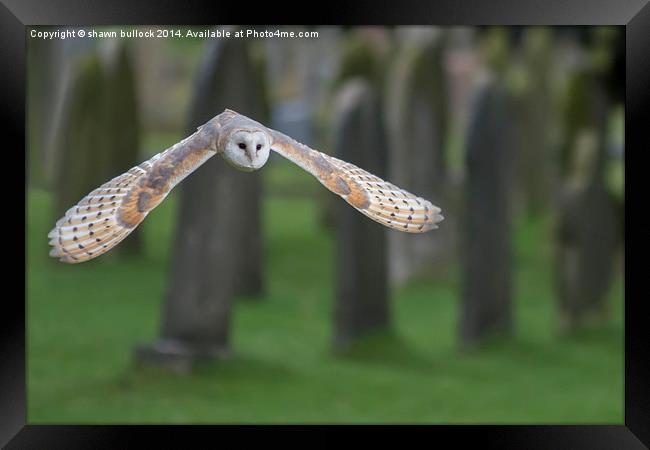  barn owl in flight Framed Print by shawn bullock