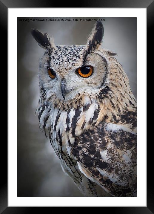  Eagle owl Framed Mounted Print by shawn bullock
