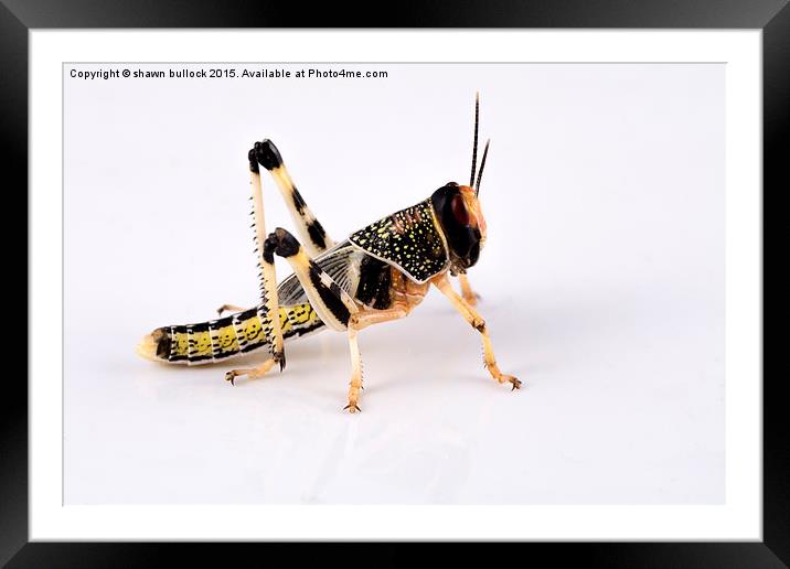  Desert Locust Framed Mounted Print by shawn bullock