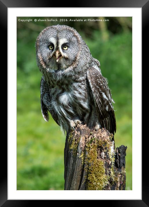 great grey owl Framed Mounted Print by shawn bullock