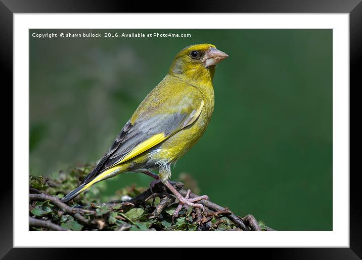 European greenfinch Framed Mounted Print by shawn bullock