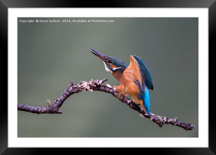 Kingfisher Framed Mounted Print by shawn bullock