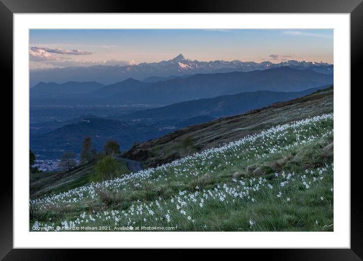 Daffodils Hill Landscape Sunset Monviso Piemonte Italy Framed Mounted Print by Fabrizio Malisan