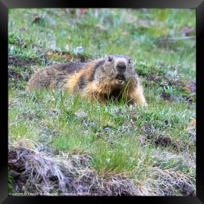 Marmot in Cervinia Wildlife Aosta Valley Italy@FabrizioMalisan Photography-6089 Framed Print by Fabrizio Malisan