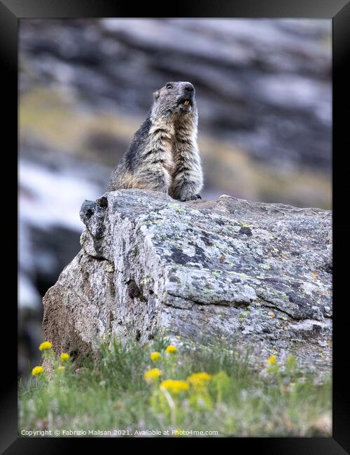 Marmot in Cervinia Wildlife Aosta Valley Italy@FabrizioMalisan Photography-6099 Framed Print by Fabrizio Malisan