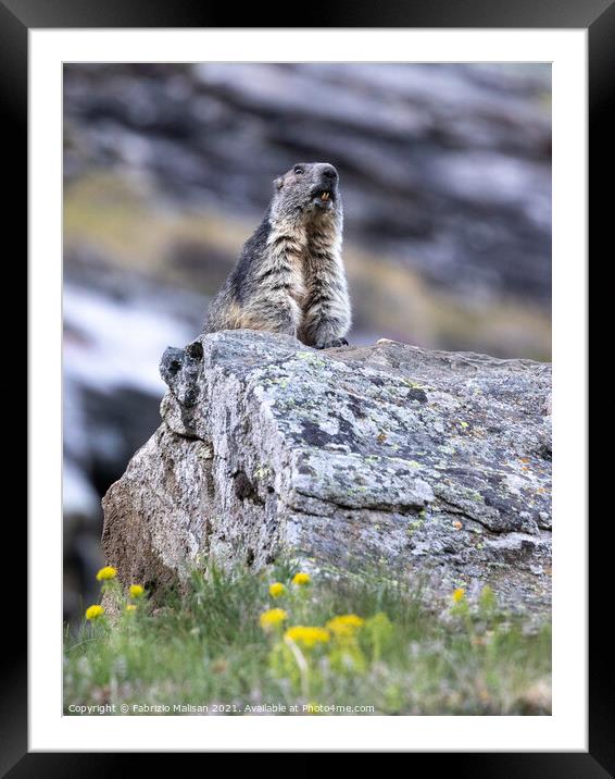 Marmot in Cervinia Wildlife Aosta Valley Italy@FabrizioMalisan Photography-6099 Framed Mounted Print by Fabrizio Malisan