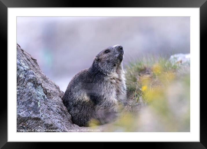 Marmot in Cervinia Wildlife Aosta Valley Italy  Framed Mounted Print by Fabrizio Malisan