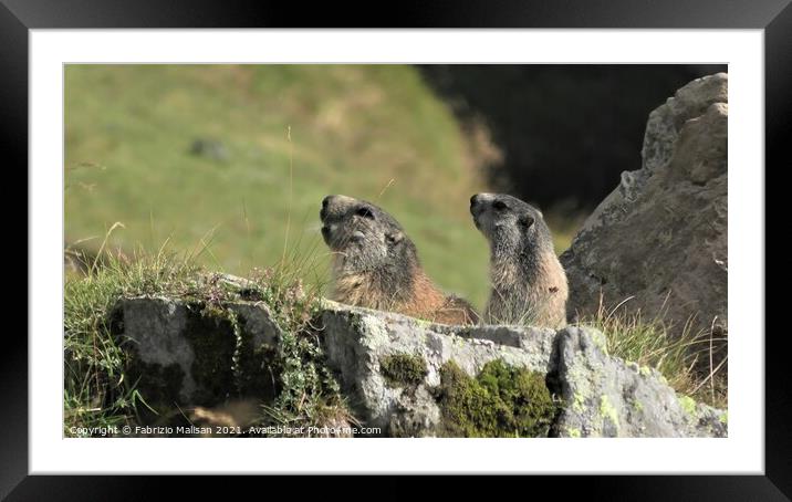 Marmots Wildlife Alps Italy Framed Mounted Print by Fabrizio Malisan