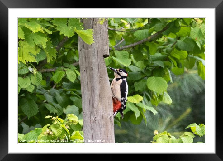 Wooodpecker bird climbs fence post Framed Mounted Print by Fabrizio Malisan