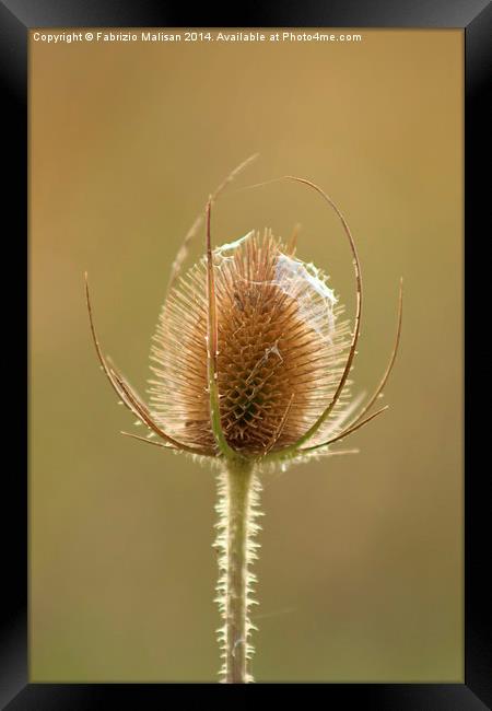  Cobweb On My Head Framed Print by Fabrizio Malisan