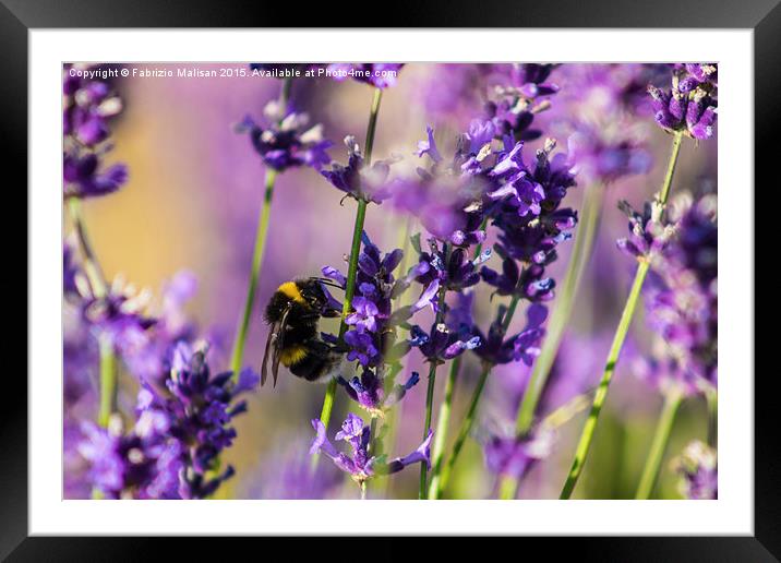 Bee on Lavender Framed Mounted Print by Fabrizio Malisan