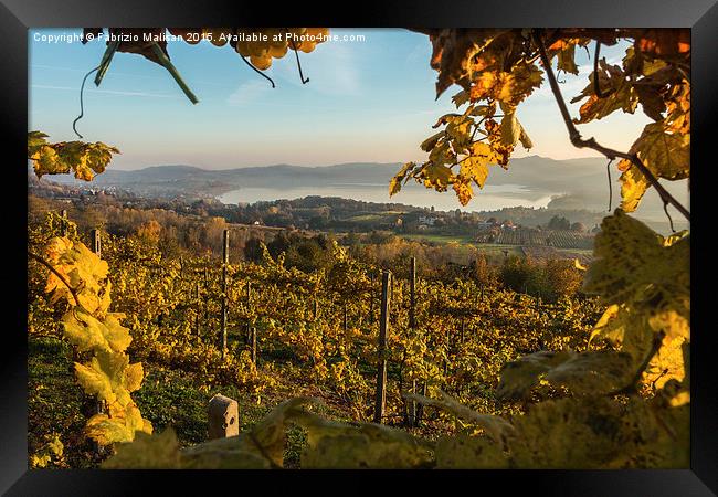  Autum sunlight over the vineyards  Framed Print by Fabrizio Malisan