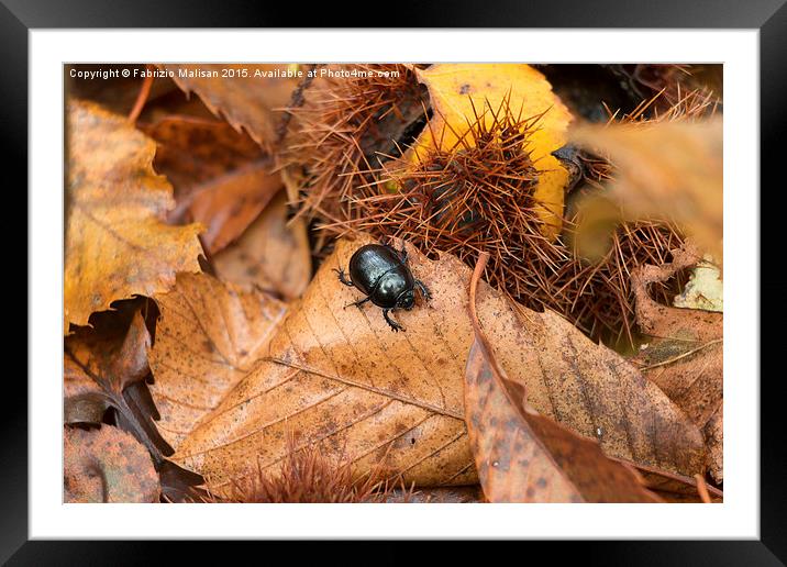  I'm a beetle get me out of here! Framed Mounted Print by Fabrizio Malisan