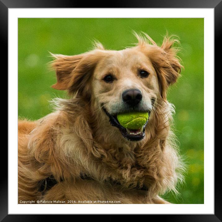 Hey, Tennis is on ..wanna play? Framed Mounted Print by Fabrizio Malisan