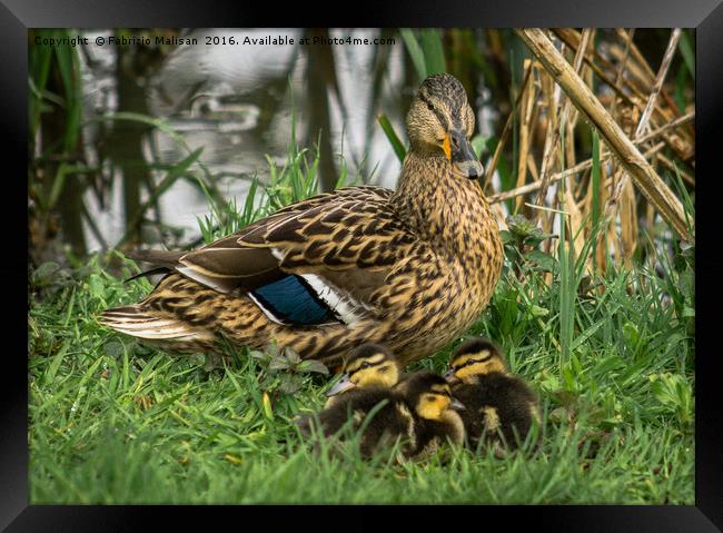 We Are Family Framed Print by Fabrizio Malisan