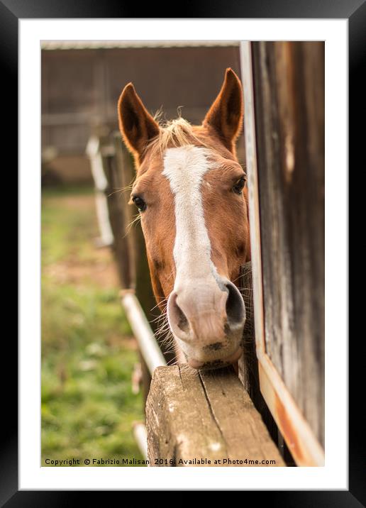Curious Horse Framed Mounted Print by Fabrizio Malisan