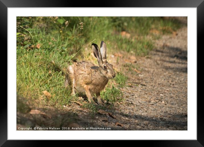 Hare in the woods Framed Mounted Print by Fabrizio Malisan