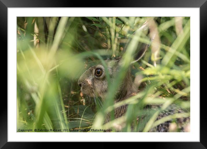 Hiding Framed Mounted Print by Fabrizio Malisan