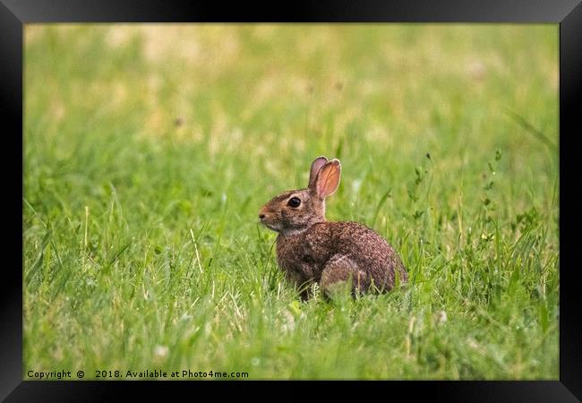 A little wild rabbit in the field Framed Print by Fabrizio Malisan