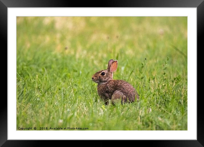 A little wild rabbit in the field Framed Mounted Print by Fabrizio Malisan