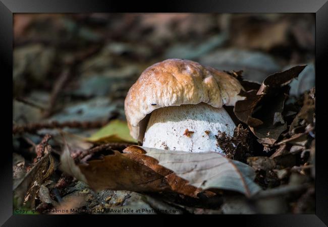 Porcini mushroom in the woods Framed Print by Fabrizio Malisan