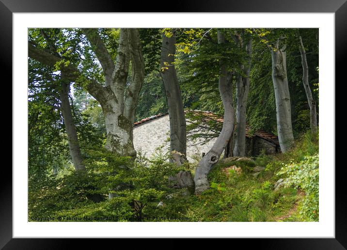 The House Through The Beech Tree Woods Framed Mounted Print by Fabrizio Malisan