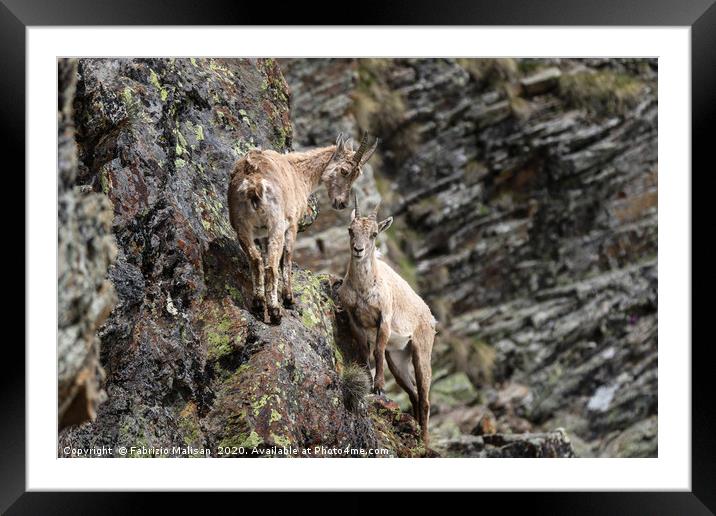 Parco Nazionale del Gran Paradiso Stambecco Femmin Framed Mounted Print by Fabrizio Malisan