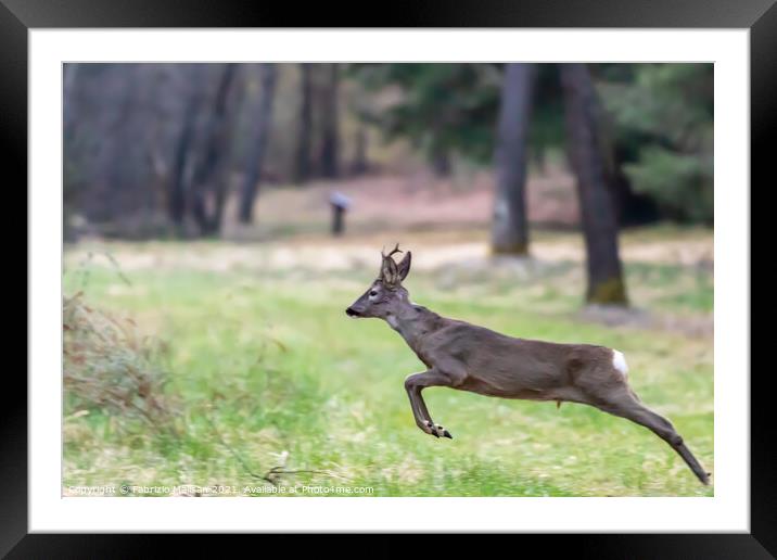 Young Deer Jumping in the Woods Animals Wildlife  Framed Mounted Print by Fabrizio Malisan