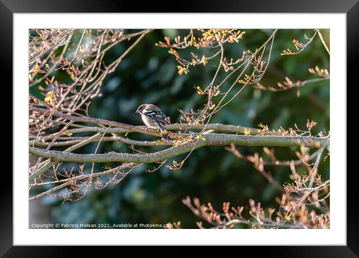 Wild Bird Sitting On A Tree Branch In The Woods Framed Mounted Print by Fabrizio Malisan
