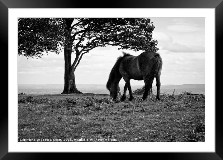 Dinning with a view Framed Mounted Print by Scott & Scott