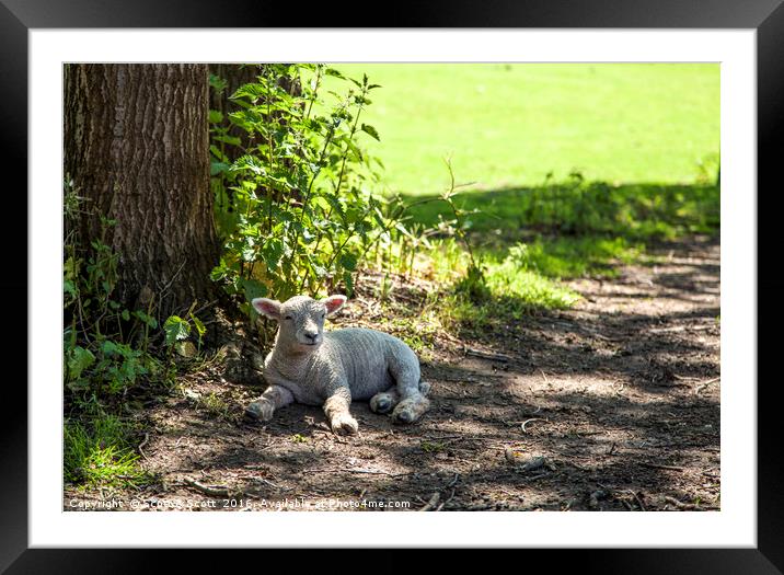 In the shade Framed Mounted Print by Scott & Scott