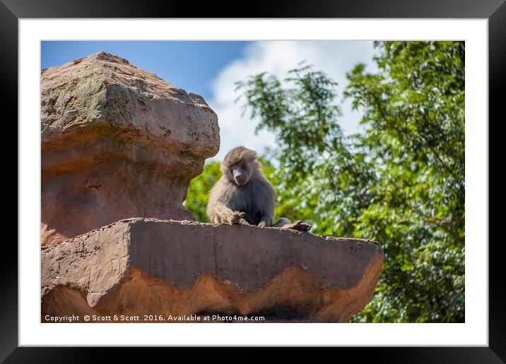 Its a baboons life Framed Mounted Print by Scott & Scott