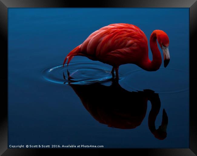 Pink Flamingo Framed Print by Scott & Scott