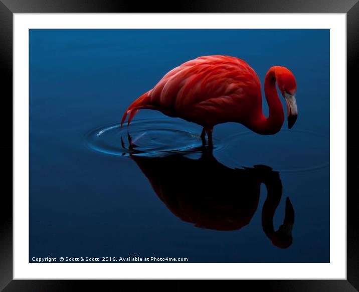 Pink Flamingo Framed Mounted Print by Scott & Scott