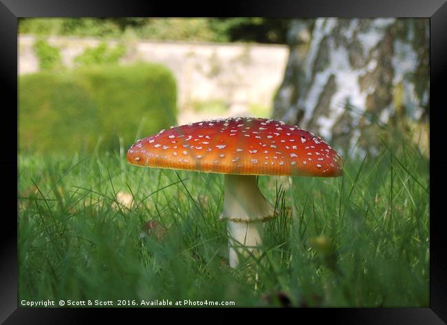 Pretty Shroom Framed Print by Scott & Scott