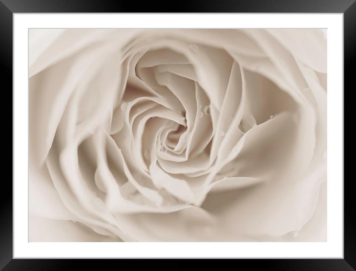 Soft As Silk Framed Mounted Print by Tanya Hall