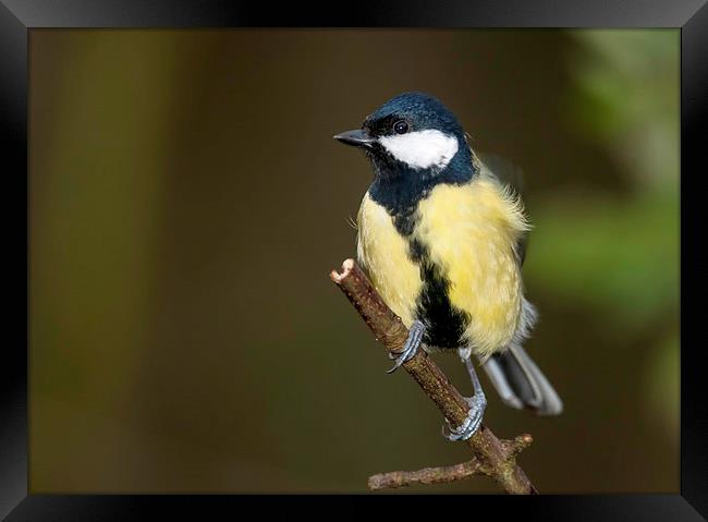  Blue Tit Framed Print by Tanya Hall