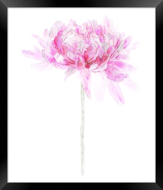 Pink Watercolor Flower Single Stem Isolated on Whi Framed Print by Tanya Hall