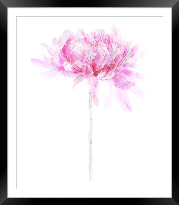 Pink Watercolor Flower Single Stem Isolated on Whi Framed Mounted Print by Tanya Hall