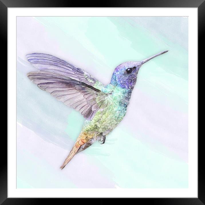 Hummingbird In Watercolors, On A Watercolor Blend  Framed Mounted Print by Tanya Hall