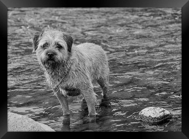  Border Terrier Black And White Print Wall Art Framed Print by Tanya Hall