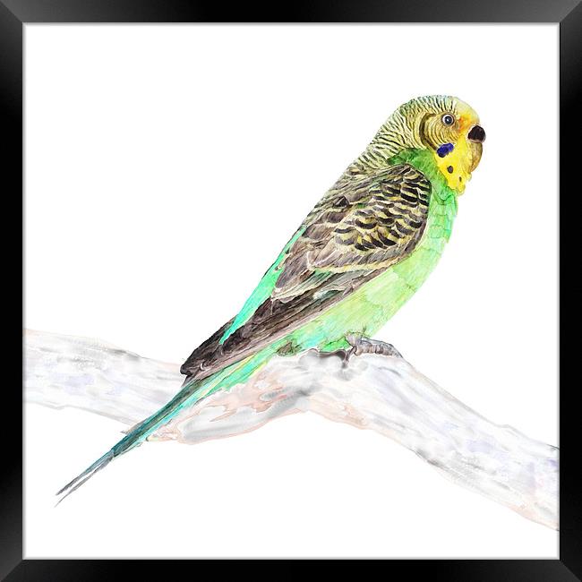 Green Budgie On A Branch, Watercolor print  Framed Print by Tanya Hall