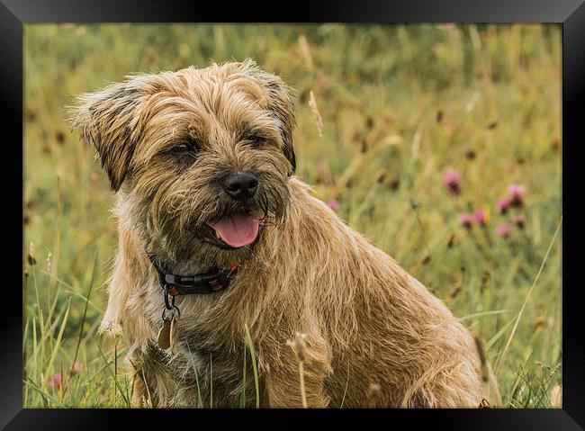 Border Terrier Dog Framed Print by Tanya Hall