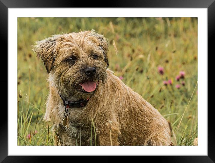 Border Terrier Dog Framed Mounted Print by Tanya Hall