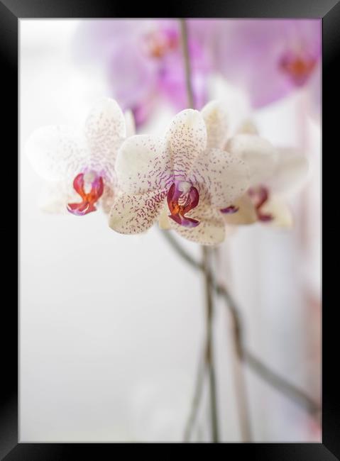 Orchid Framed Print by Tanya Hall