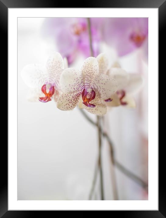 Orchid Framed Mounted Print by Tanya Hall