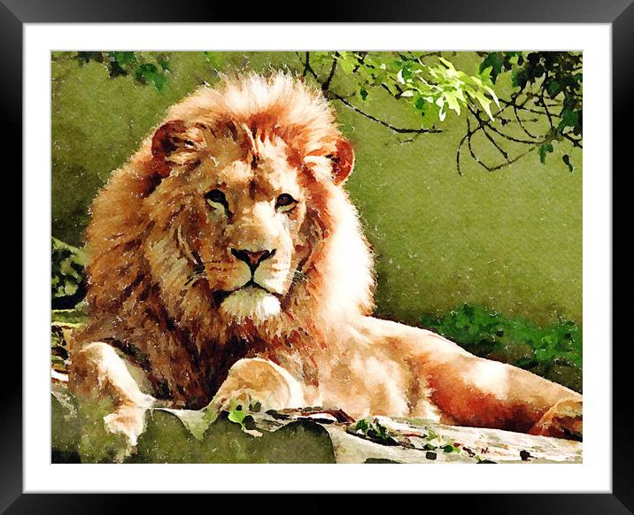 Lion Print on Green Framed Mounted Print by Tanya Hall