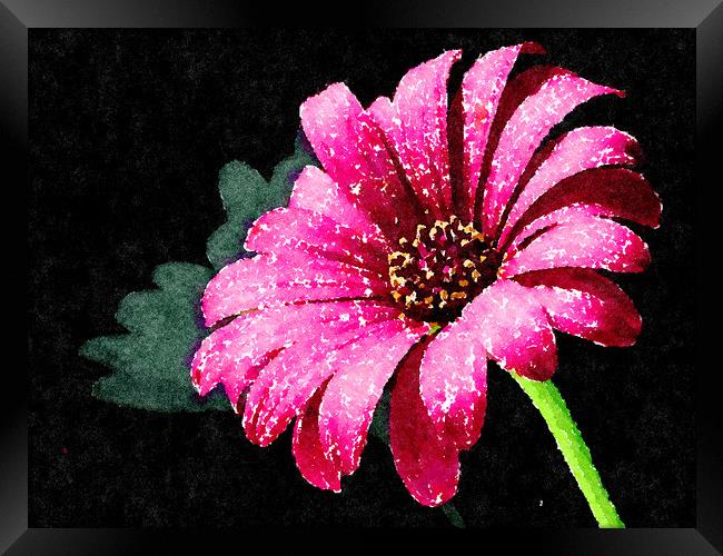 Pink Daisy Rich and colorful on a dark background Framed Print by Tanya Hall