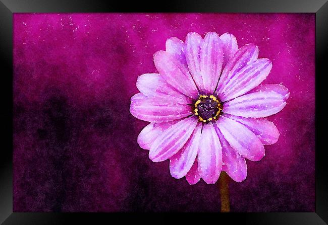 Purple Flower on a deep background, Print Framed Print by Tanya Hall